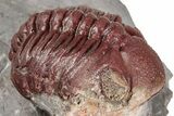 Enrolled Red Morocops Trilobite - Hmar Laghdad, Morocco #359134-2